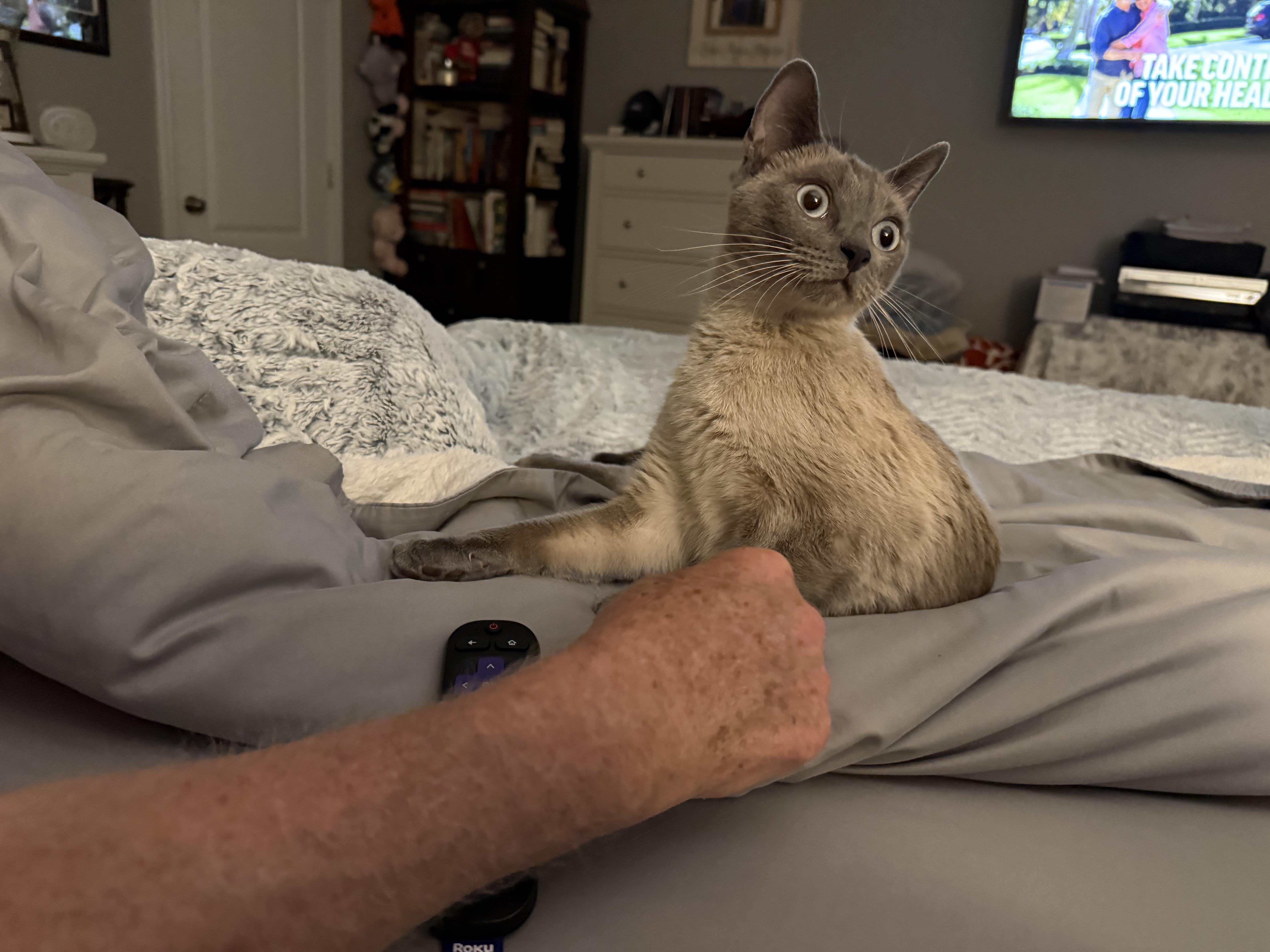 Enlarge Shea, a ADOPTABLE Siamese in Marvin, NC image 3/5