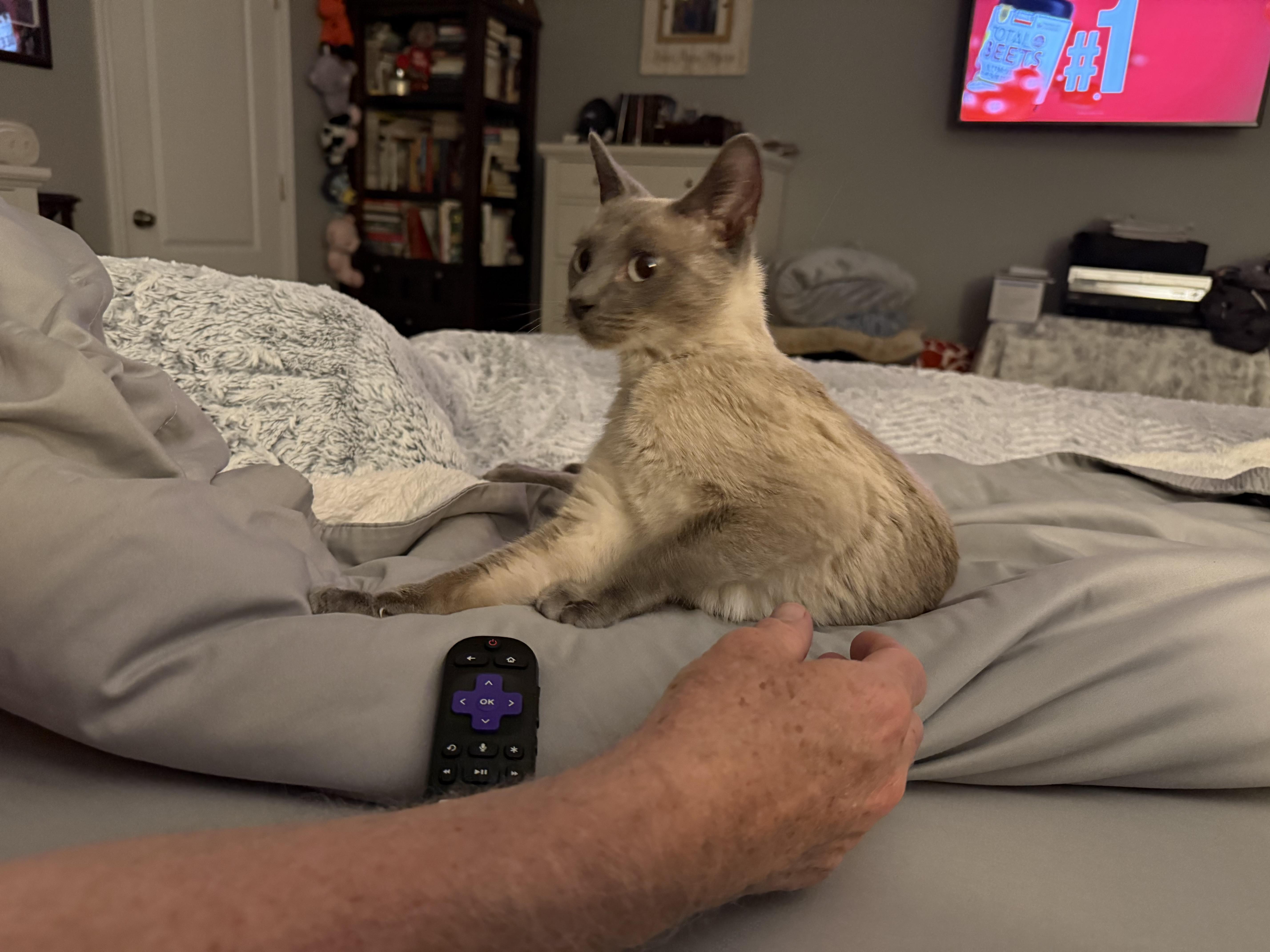 Enlarge Shea, a ADOPTABLE Siamese in Marvin, NC image 5/5