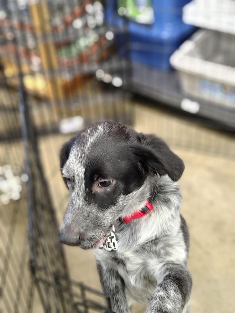 Tito, Adoptable, Puppy Male Australian Cattle Dog / Blue Heeler.