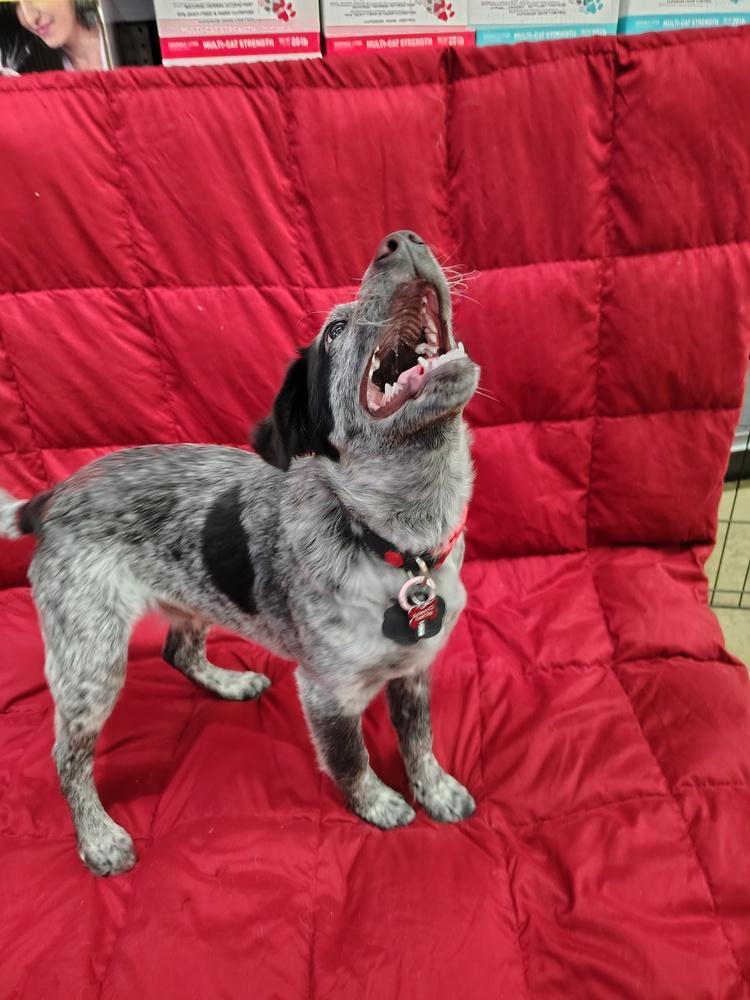 Enlarge Tito, a Adoptable mixed breed in Mansfield, OH image 2/3