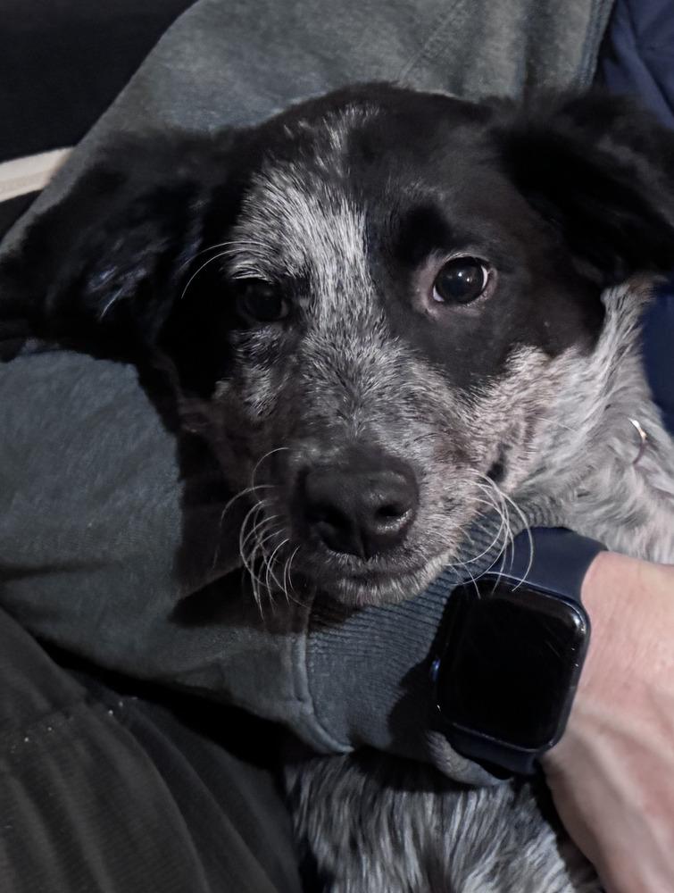 Enlarge Tito, a Adoptable mixed breed in Mansfield, OH image 3/3