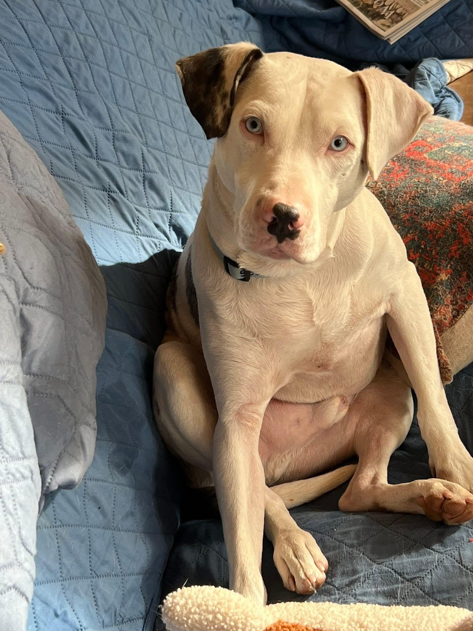 Enlarge Reggie the Kindest Dog Ever, an adoption pending mixed breed in La Veta, CO image 3/6