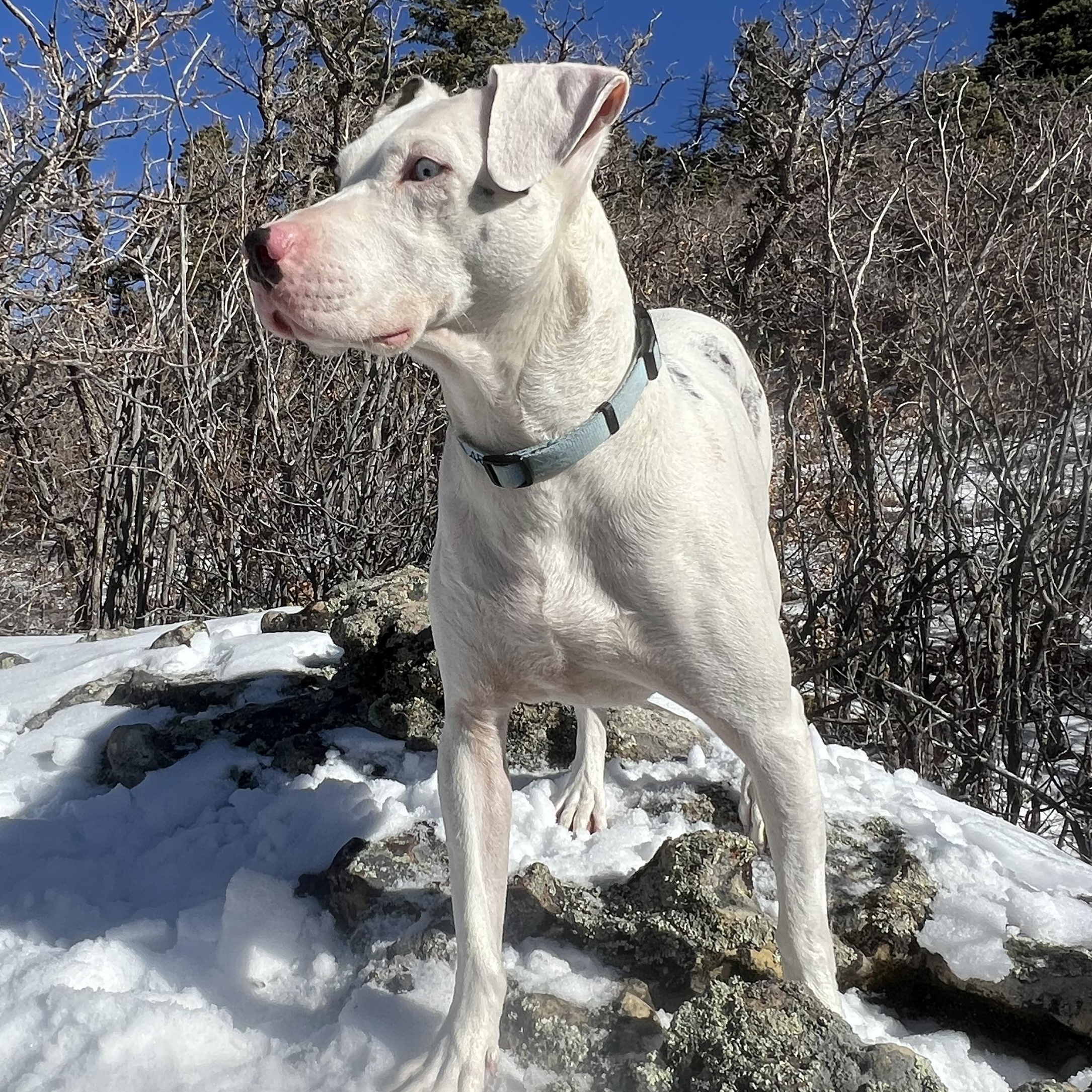 Enlarge Reggie the Kindest Dog Ever, an adoption pending mixed breed in La Veta, CO image 1/6