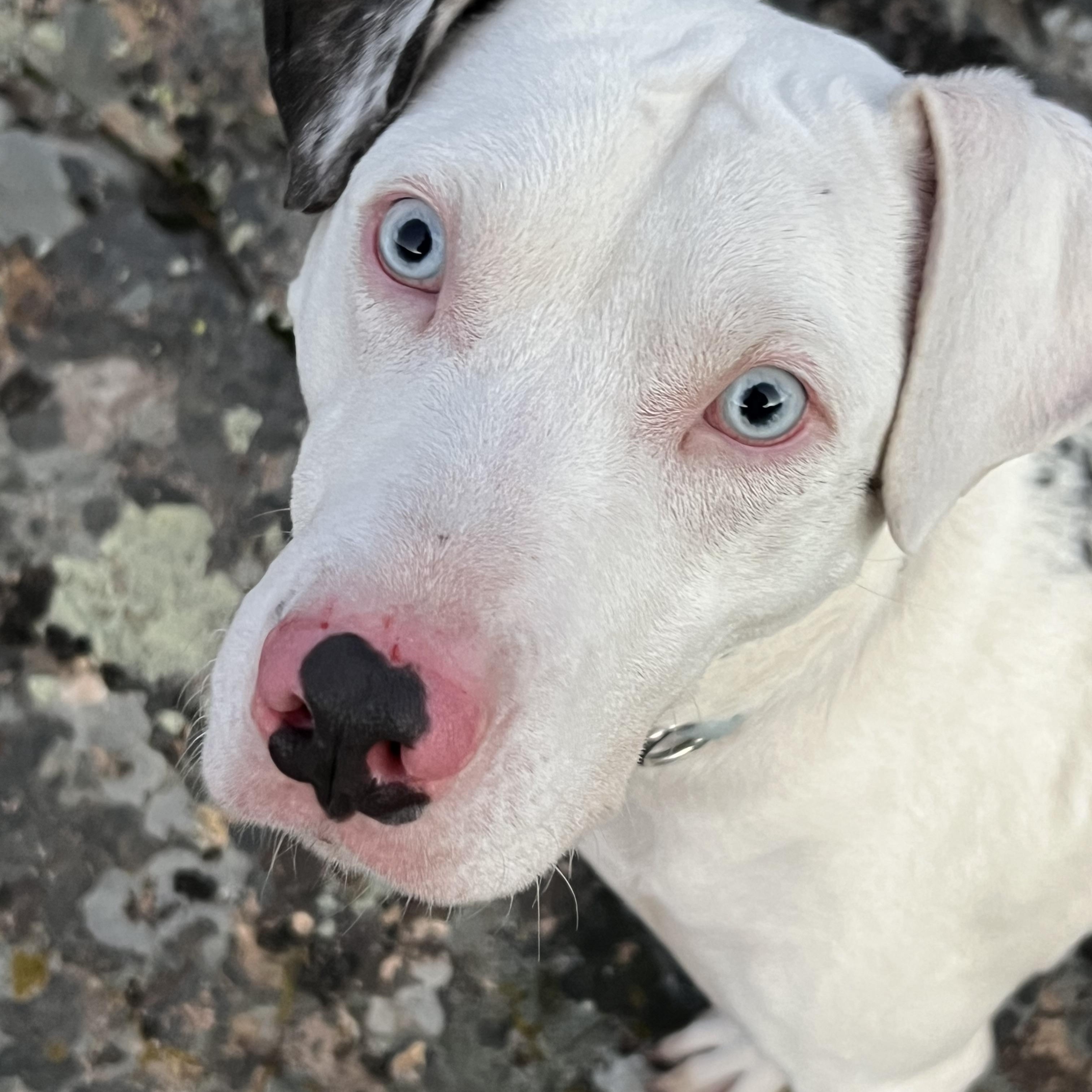 Enlarge Reggie the Kindest Dog Ever, an adoption pending mixed breed in La Veta, CO image 2/6