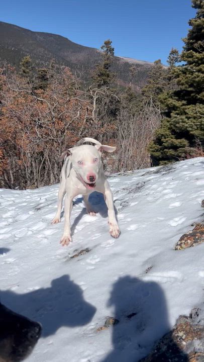 Enlarge Reggie the Kindest Dog Ever, an adoption pending mixed breed in La Veta, CO video 5/6