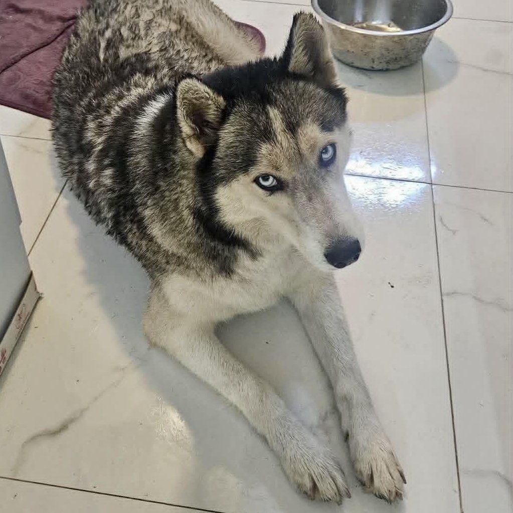 Alaska, ADOPTABLE, Young Female Husky.