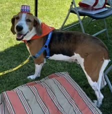 Henry, a Adopted Foxhound in Petaluma, CA image 2/4