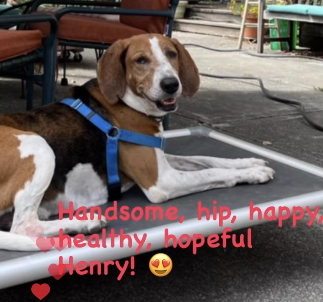 Henry, a Adopted Foxhound in Petaluma, CA image 1/4
