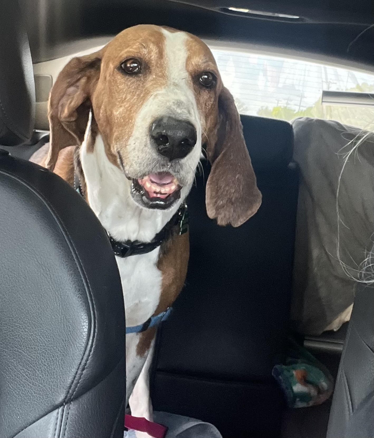 Henry, a Adopted Foxhound in Petaluma, CA image 3/4