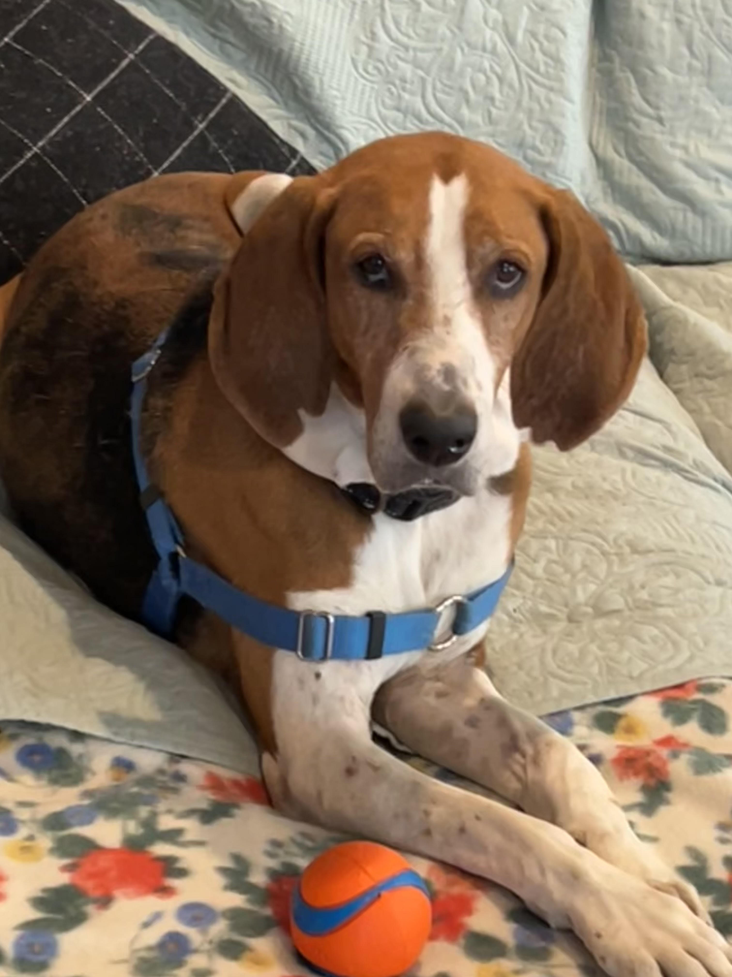 Henry, a Adopted Foxhound in Petaluma, CA image 4/4