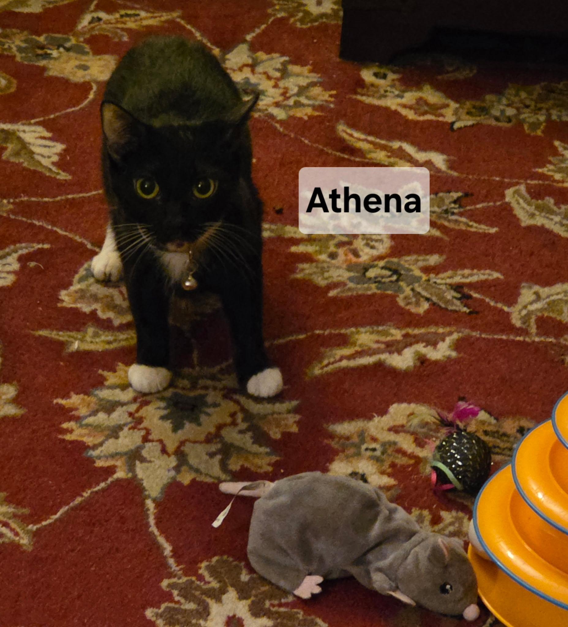 Enlarge Athena, a ADOPTABLE Domestic Short Hair in Redondo Beach, CA image 2/4
