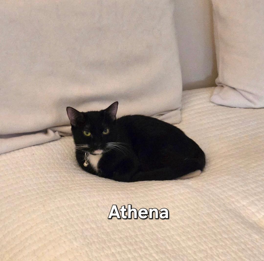 Athena, ADOPTABLE, Young Female Domestic Short Hair.