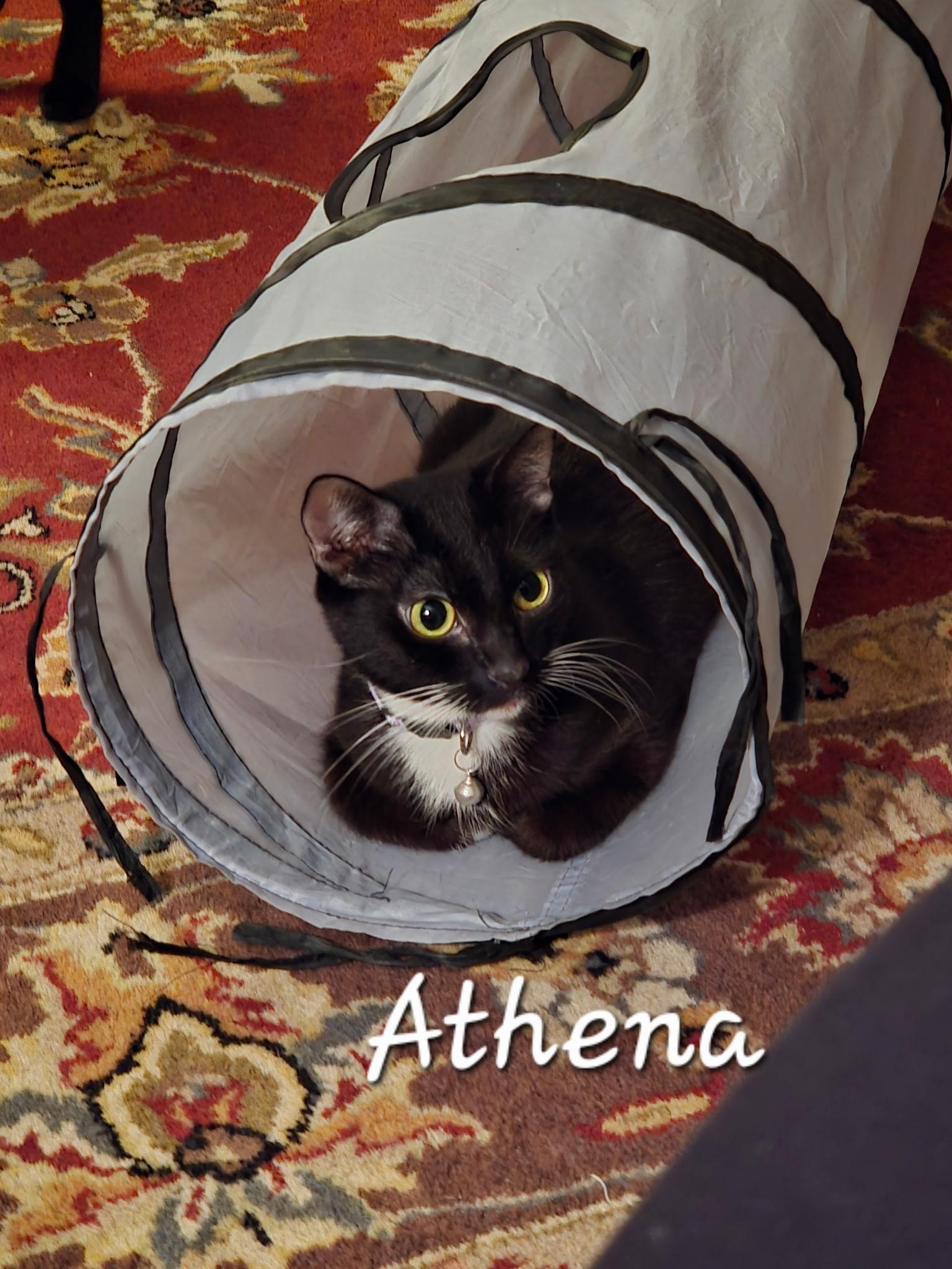 Enlarge Athena, a ADOPTABLE Domestic Short Hair in Redondo Beach, CA image 3/4