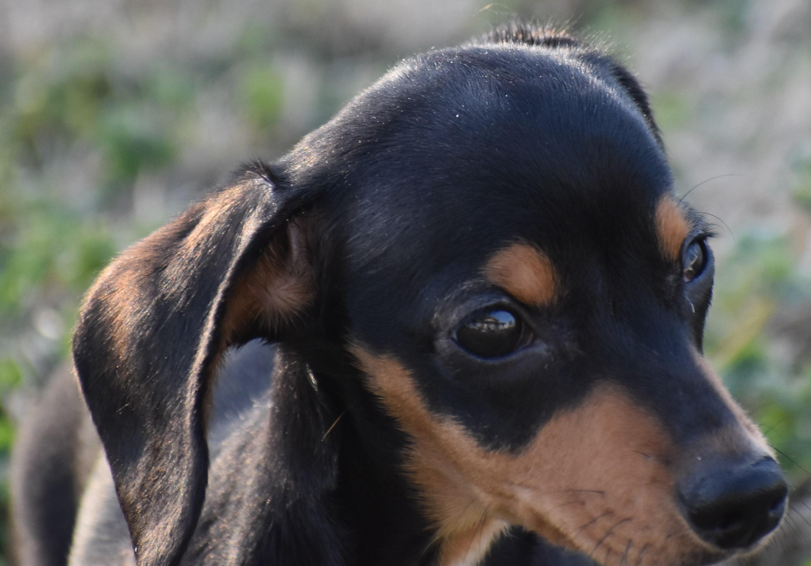 Britta in TN, a ADOPTABLE Dachshund in Shelbyville, TN image 3/5