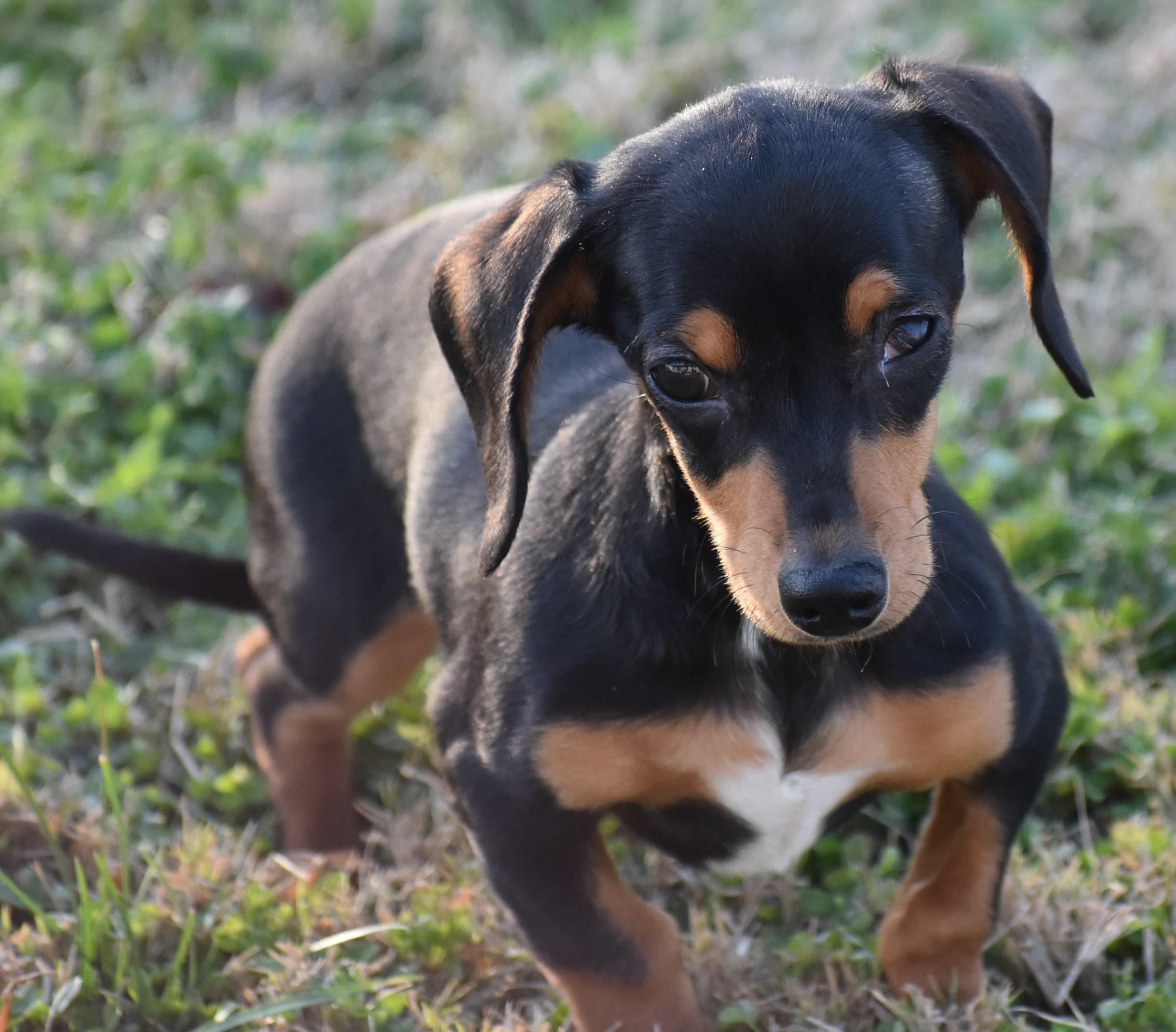Britta in TN, a ADOPTABLE Dachshund in Shelbyville, TN image 2/5