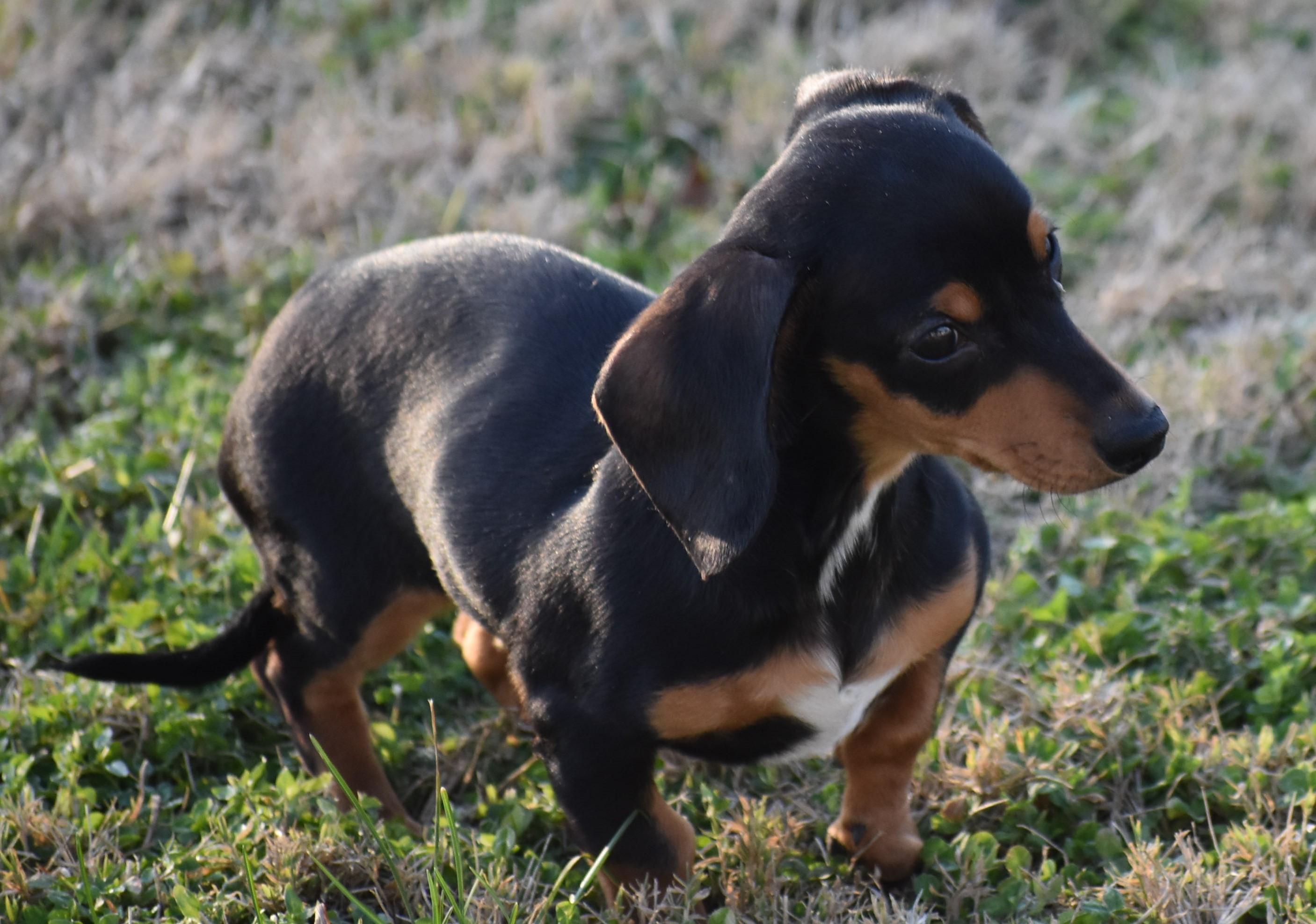 Britta in TN, a ADOPTABLE Dachshund in Shelbyville, TN image 5/5