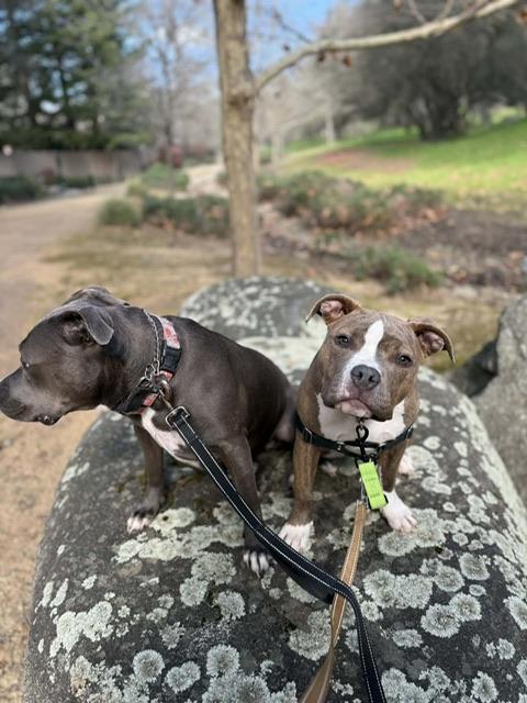 Enlarge Cardi B, a ADOPTABLE mixed breed in san ramon, CA image 4/6