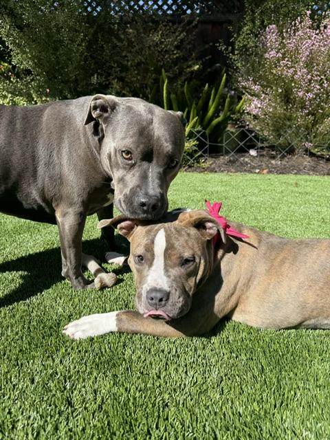 Enlarge Cardi B, a ADOPTABLE mixed breed in san ramon, CA image 5/6