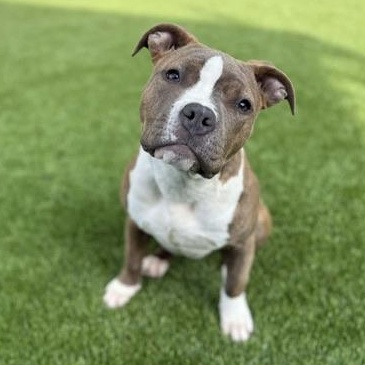 Enlarge Cardi B, a ADOPTABLE mixed breed in san ramon, CA image 2/6