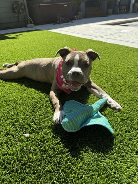 Enlarge Cardi B, a ADOPTABLE mixed breed in san ramon, CA image 1/6