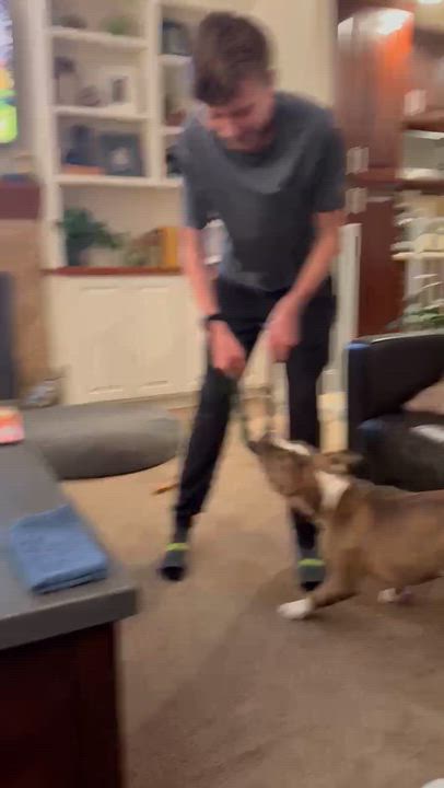 Enlarge Cardi B, a ADOPTABLE mixed breed in san ramon, CA video 6/6