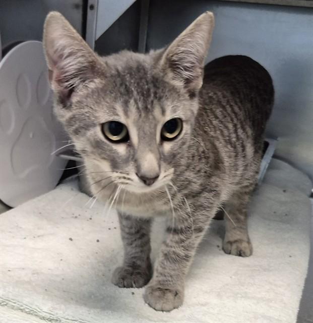 KING, Adoptable, Young Male Domestic Short Hair.