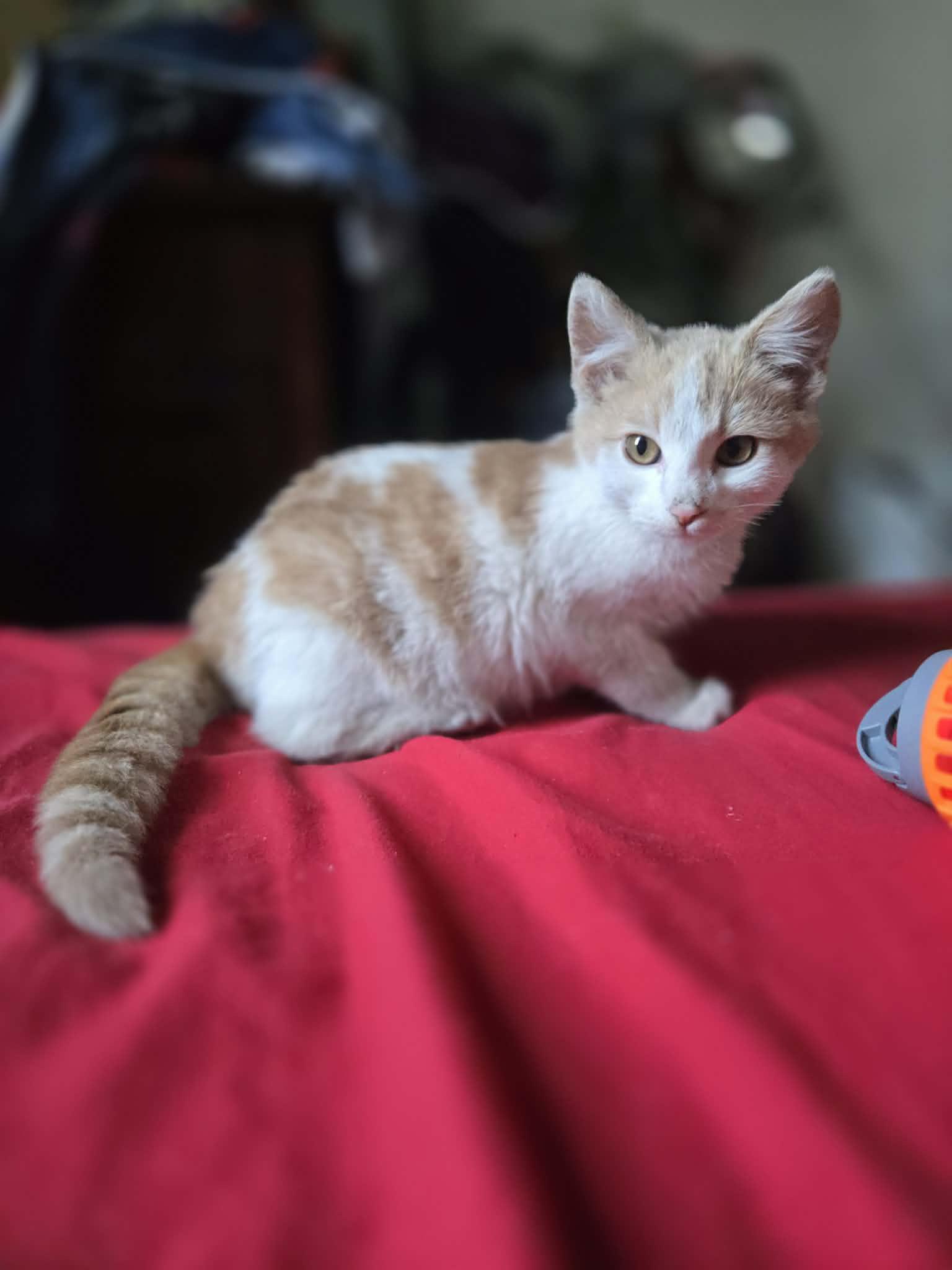 Finnegan, ADOPTABLE, Young Male Domestic Short Hair.