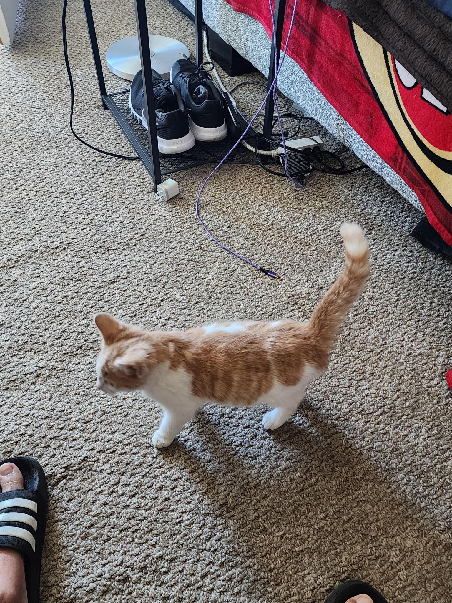 Finnegan, a ADOPTABLE Domestic Short Hair in Long Beach, CA image 4/5