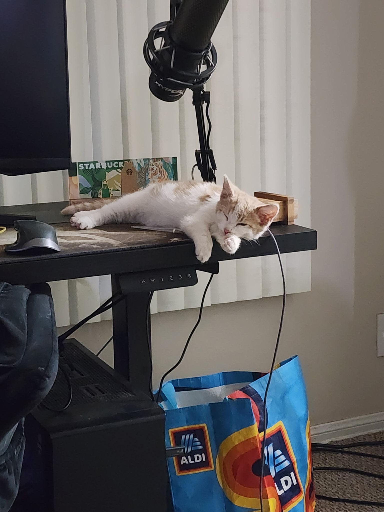 Finnegan, a ADOPTABLE Domestic Short Hair in Long Beach, CA image 2/5