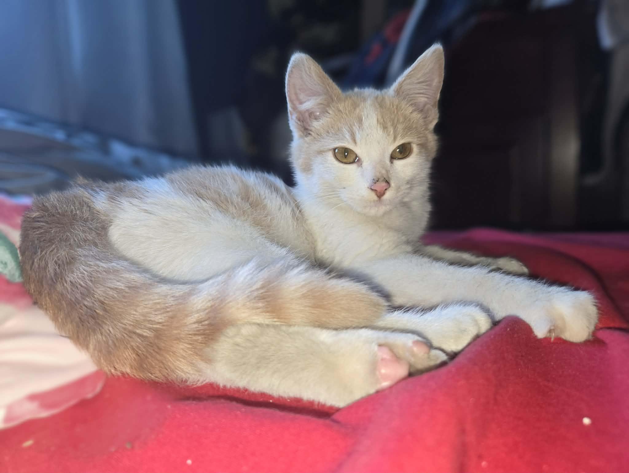 Finnegan, a ADOPTABLE Domestic Short Hair in Long Beach, CA image 3/5