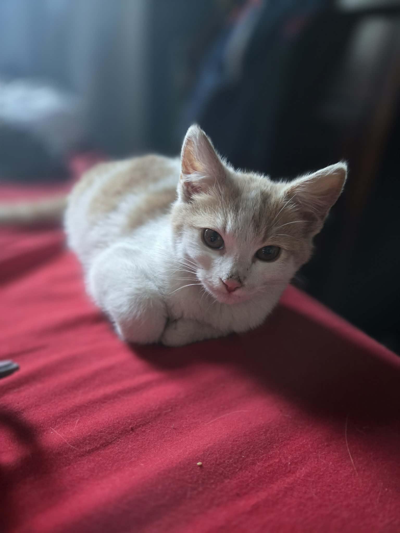 Finnegan, a ADOPTABLE Domestic Short Hair in Long Beach, CA image 5/5