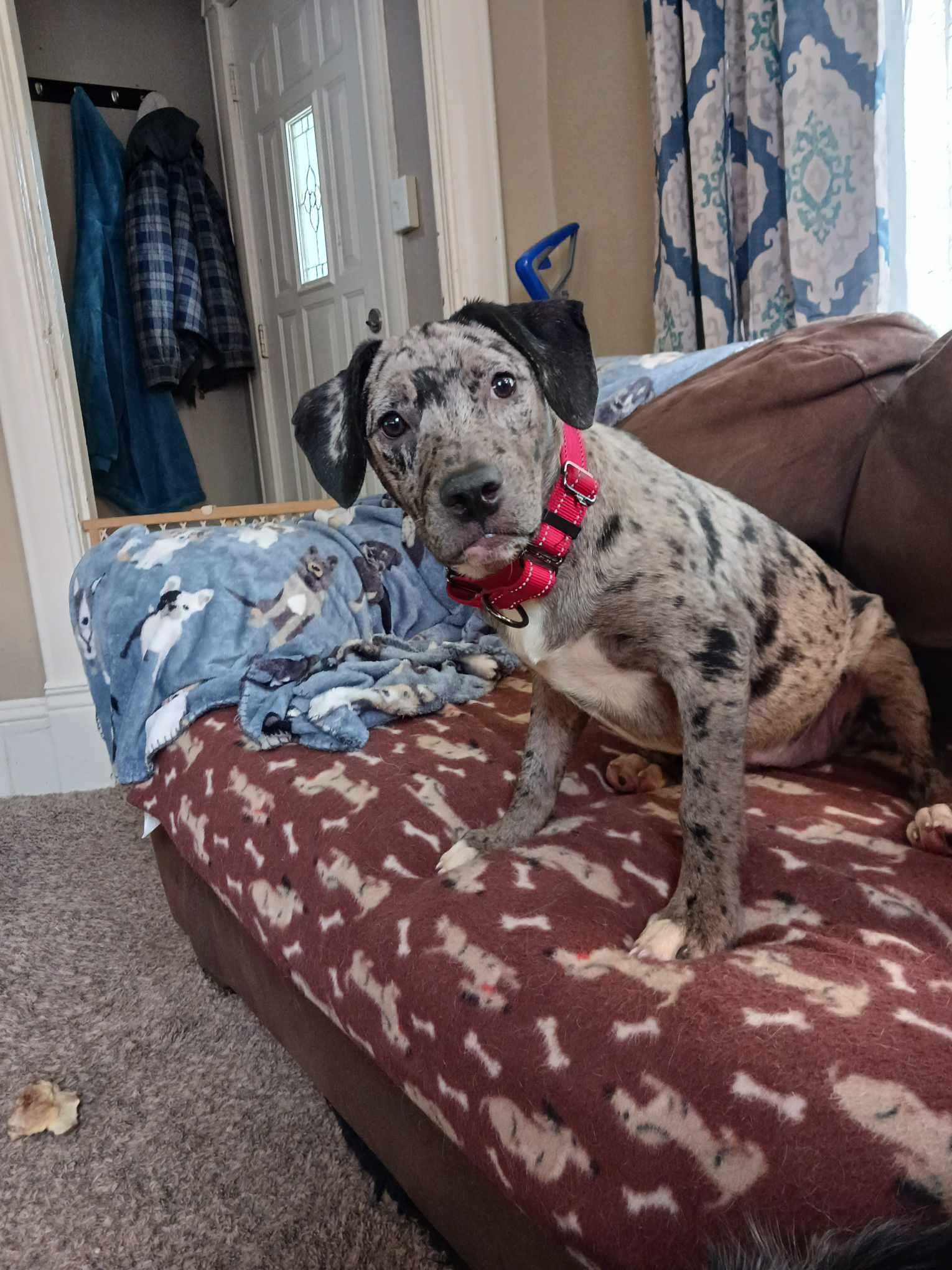 Astrah, Adopted, Puppy Female Catahoula Leopard Dog.