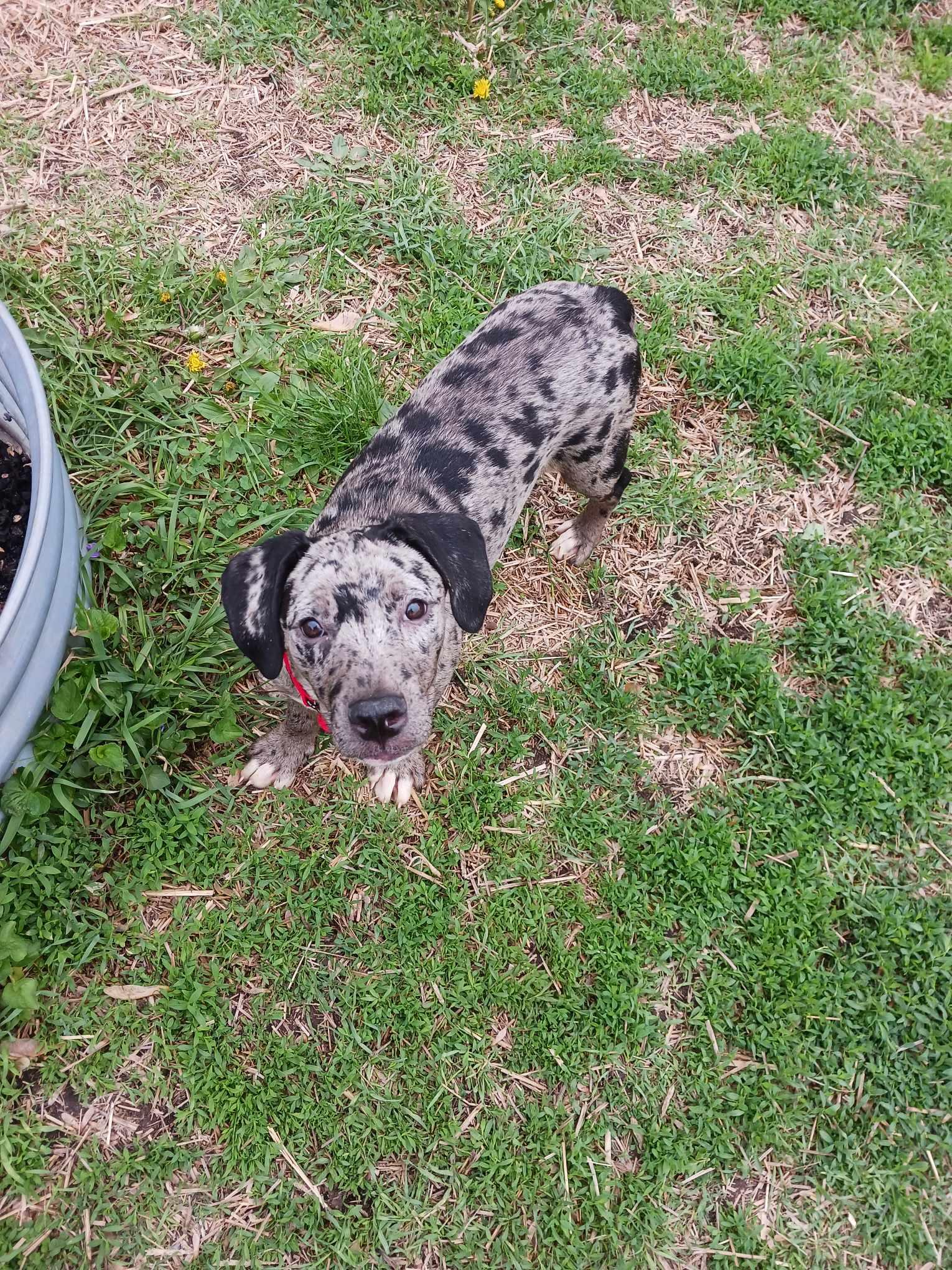 Enlarge Astrah, a Adopted Catahoula Leopard Dog in Minneapolis, MN image 2/3