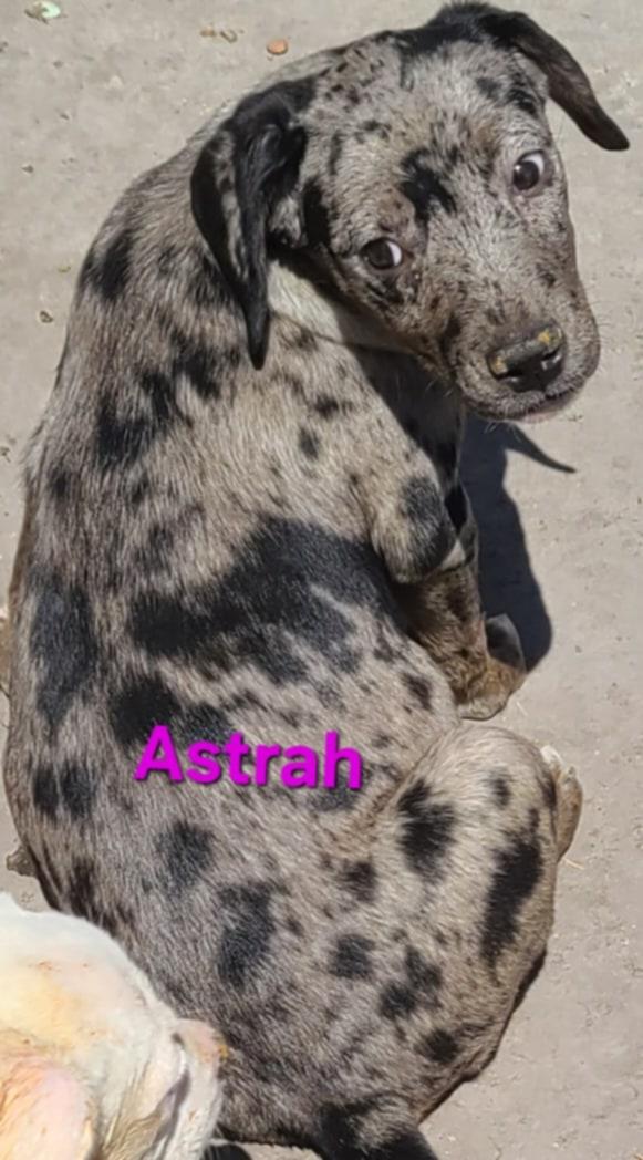 Enlarge Astrah, a Adopted Catahoula Leopard Dog in Minneapolis, MN image 3/3