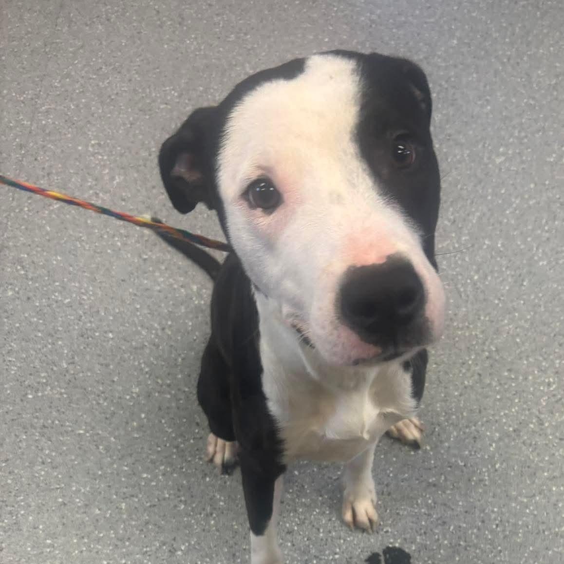 Enlarge Mickey, a ADOPTABLE Pit Bull Terrier in Watertown, NY image 1/1