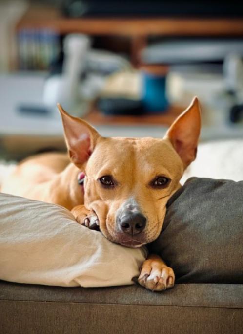 Lily, Adoptable, Adult Female Pit Bull Terrier.