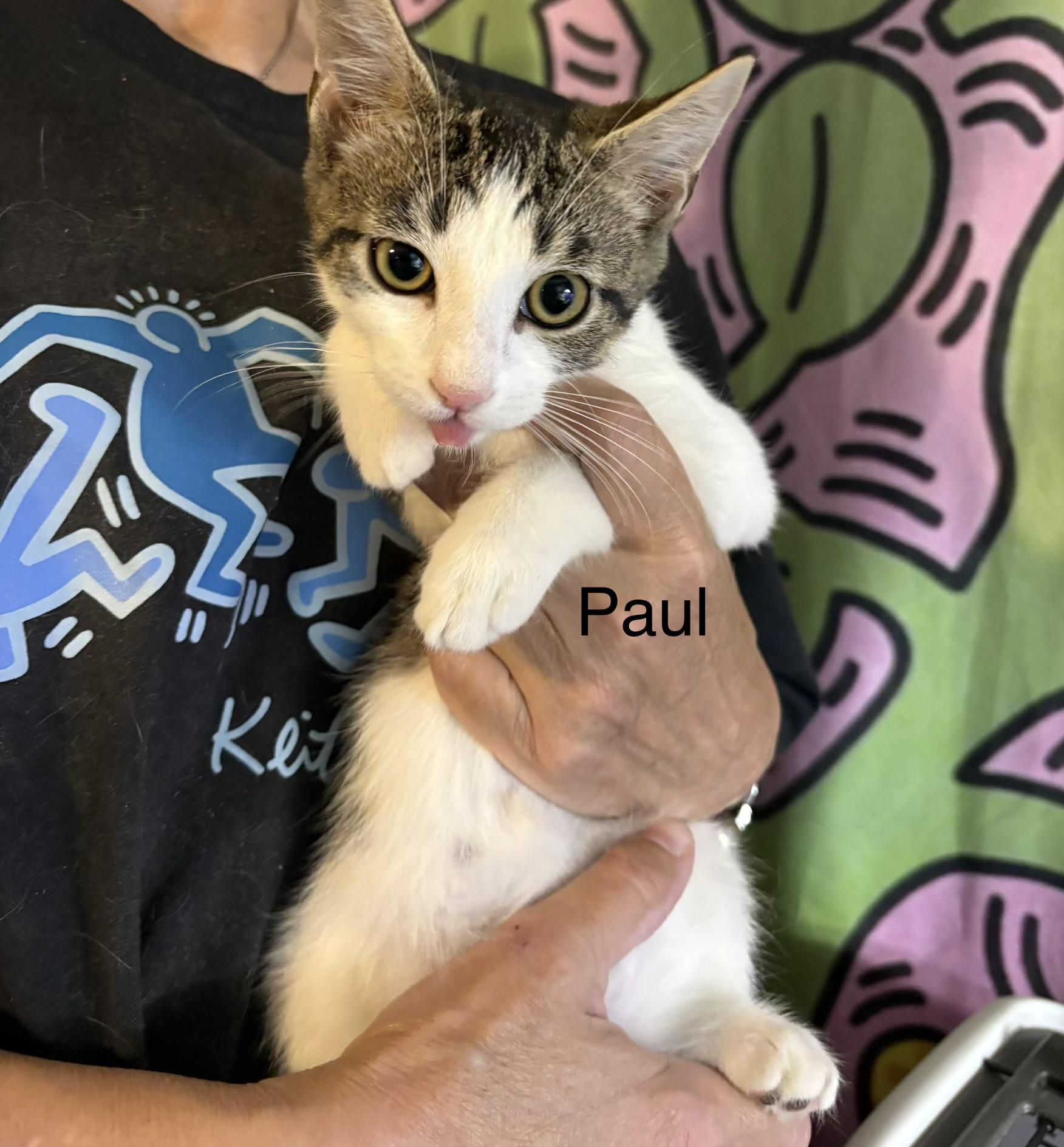 Paul, Adoptable, Kitten Male Domestic Short Hair & Tabby.