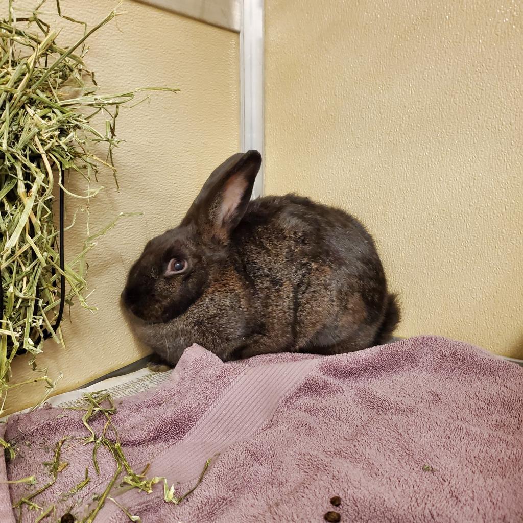 Leela, Adoptable, Adult Female American.