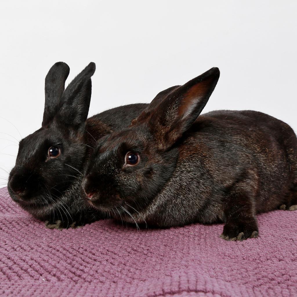 Enlarge Leela, a Adoptable American in Murray, UT image 2/2