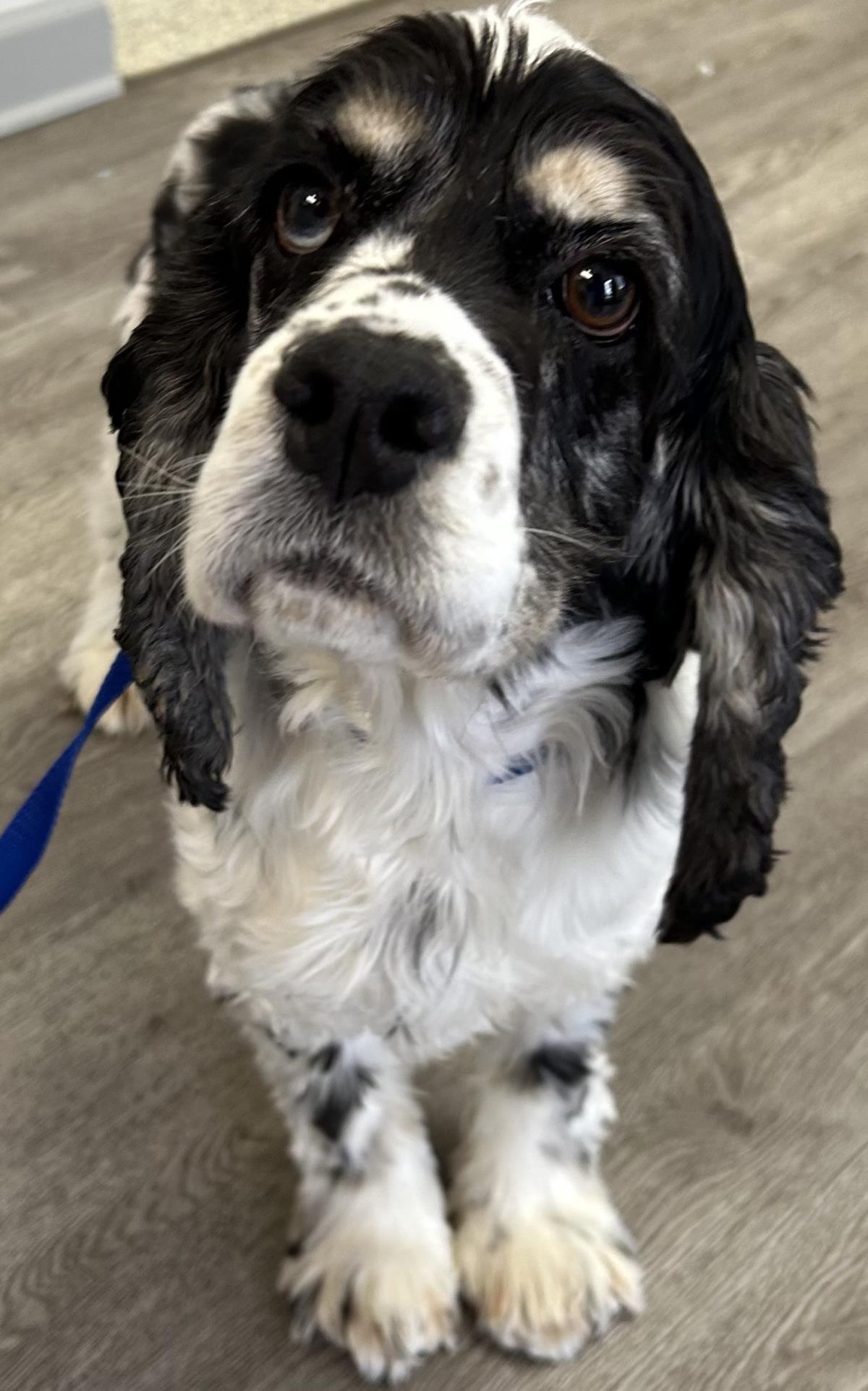 Bessy, a Adoptable Cocker Spaniel in Westminster, MD image 2/3