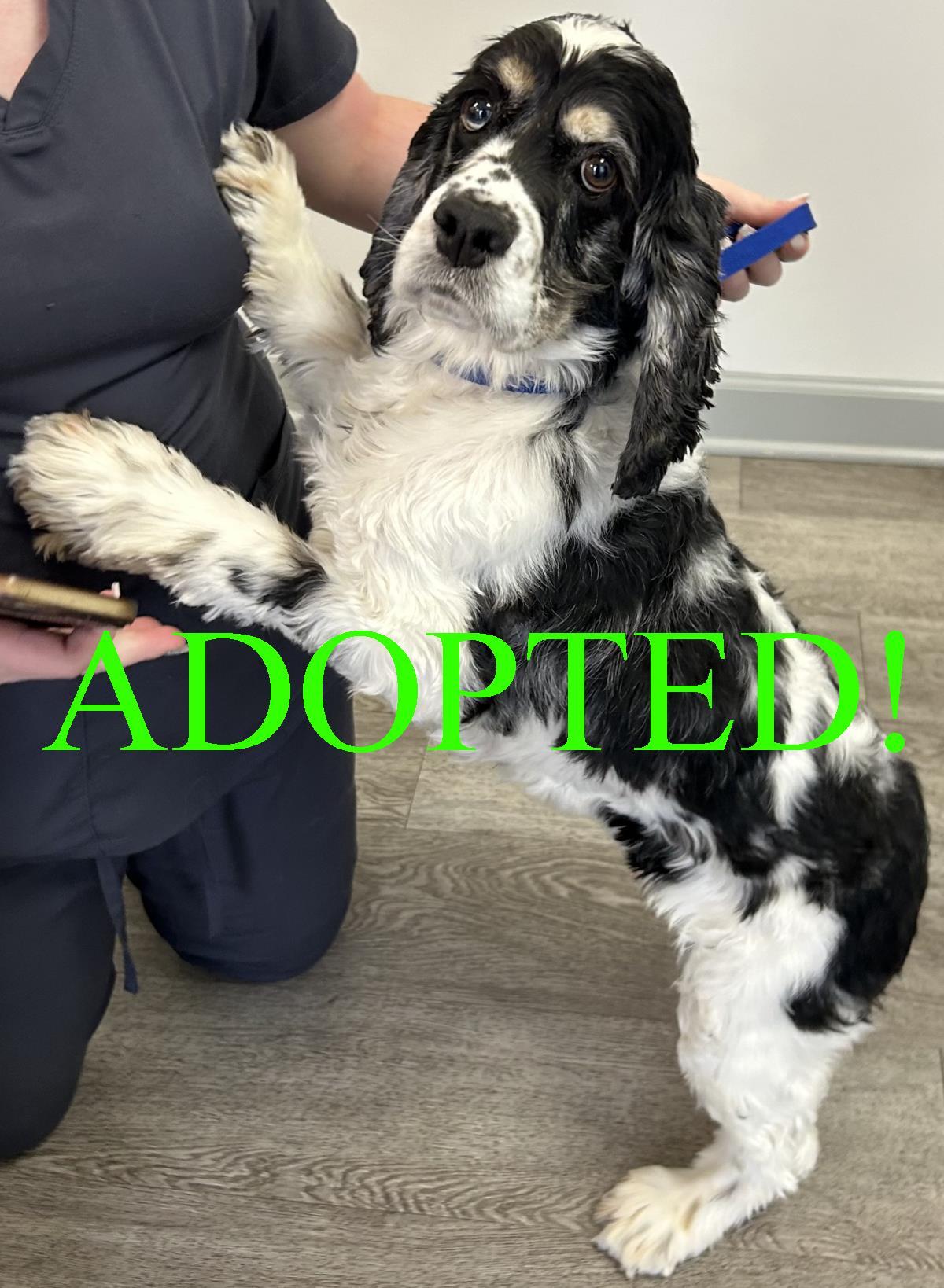 Bessy, a Adoptable Cocker Spaniel in Westminster, MD image 3/3