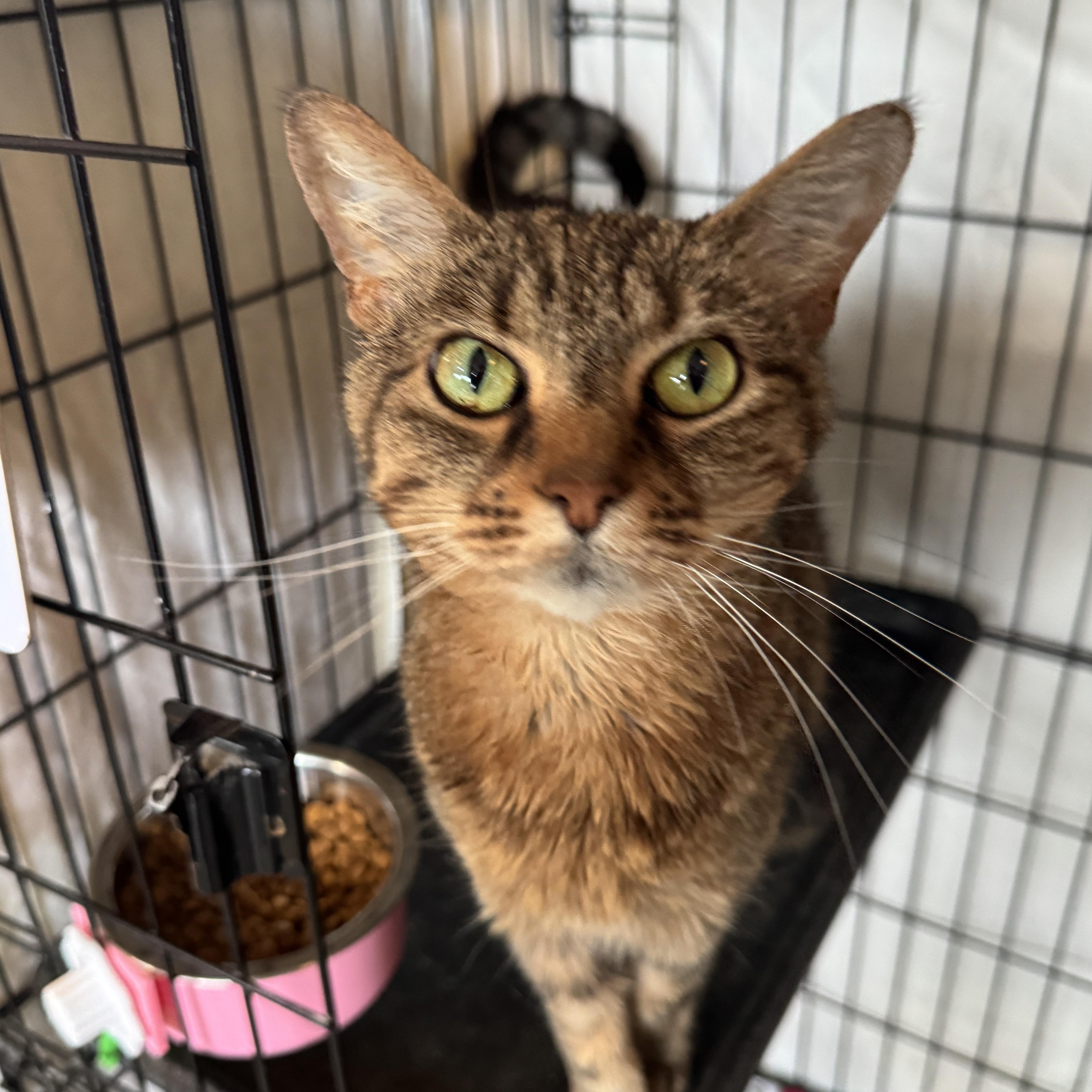 Rainie, Adult Female Domestic Short Hair