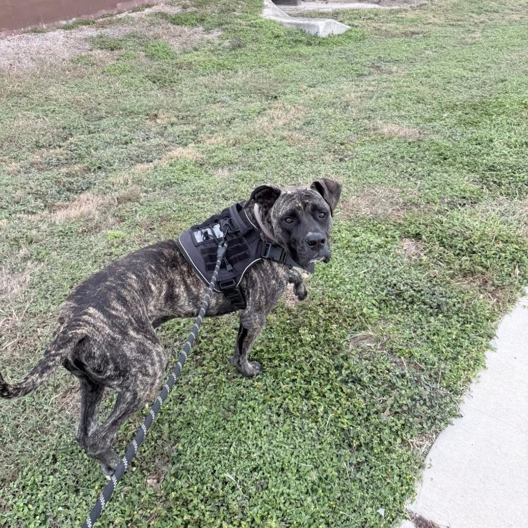 Gus , a Adoptable mixed breed in memphis, TN image 3/6