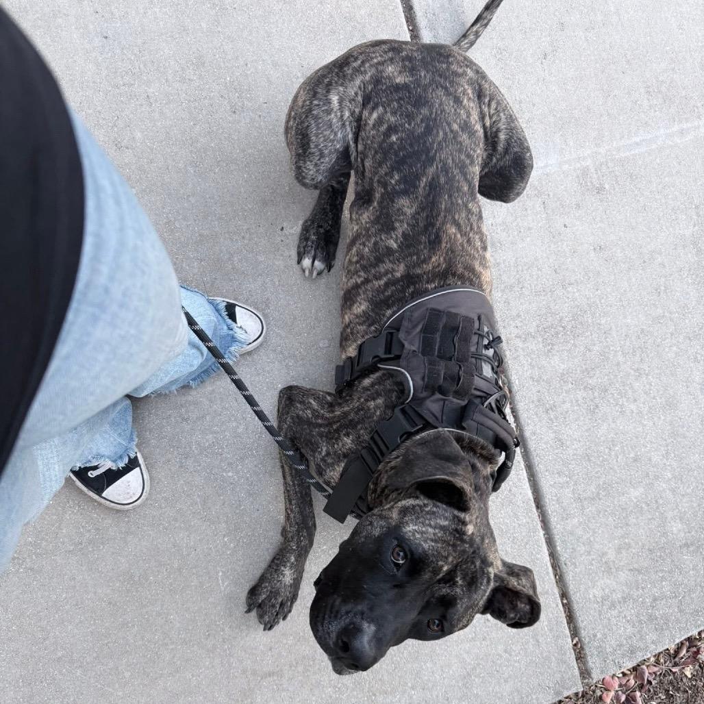 Gus , a Adoptable mixed breed in memphis, TN image 6/6