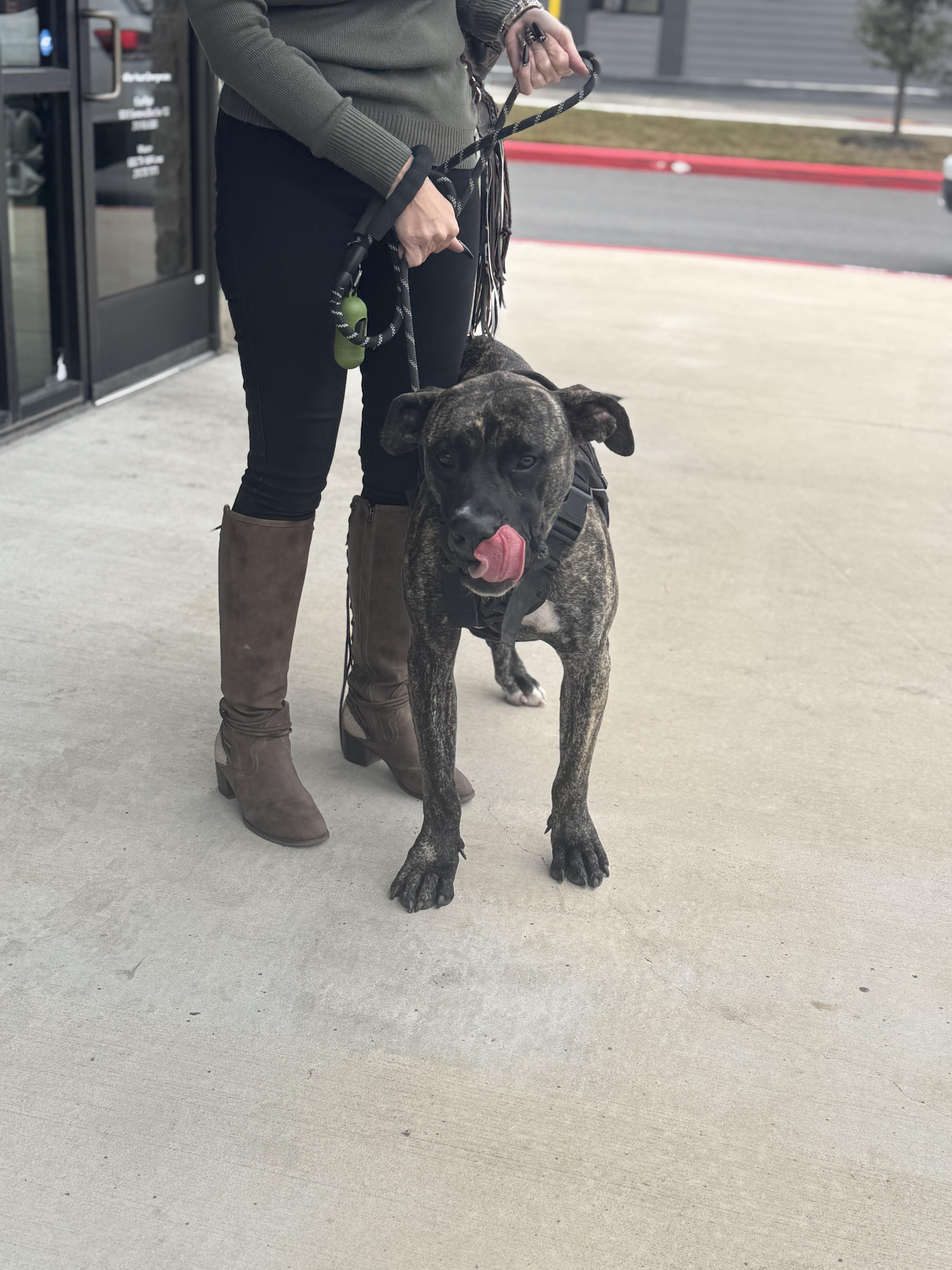 Gus , Adoptable, Adult Male Mastiff.