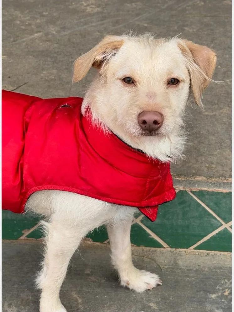 Leonardo, Adoptable, Adult Male Terrier.