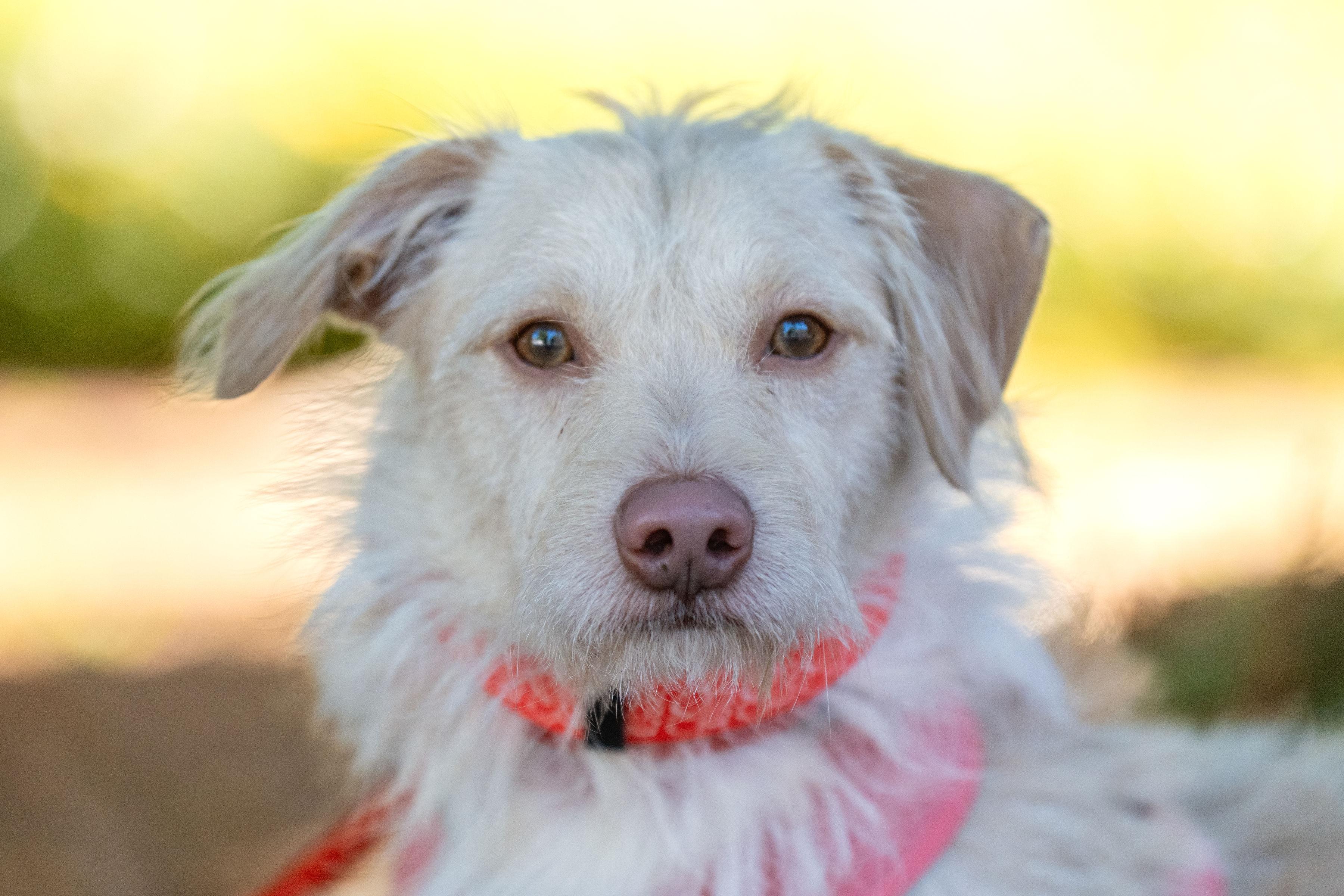 Leonardo, a Adoptable mixed breed in Santa Rosa, CA image 3/6