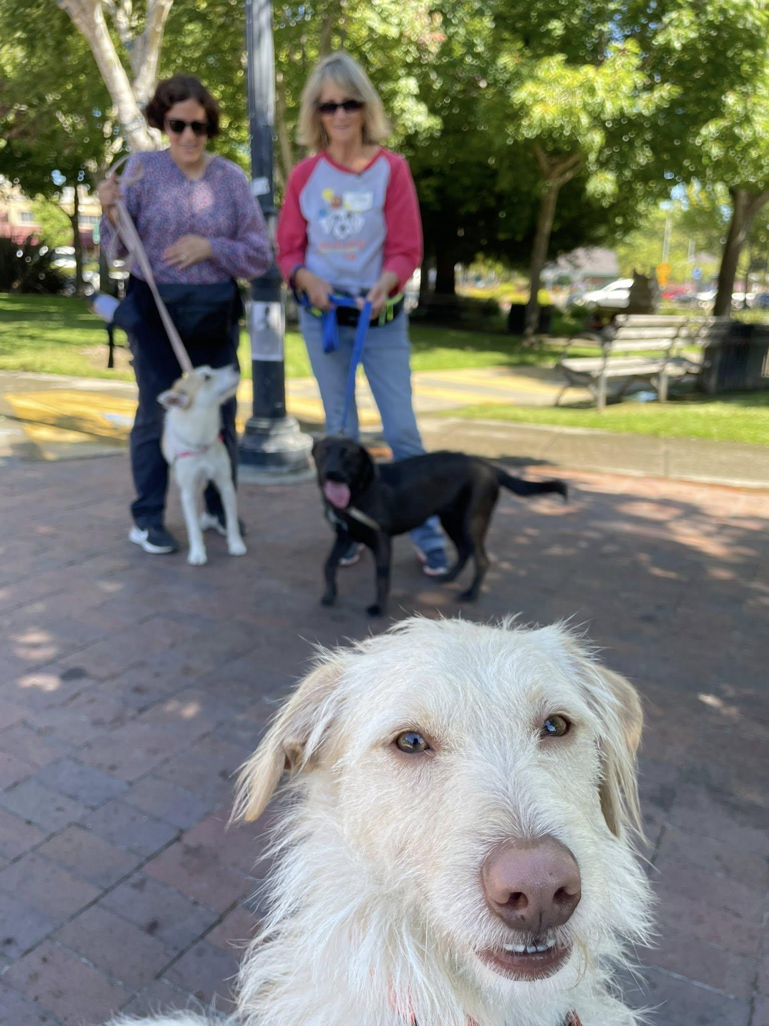 Leonardo, a Adoptable mixed breed in Santa Rosa, CA image 6/6
