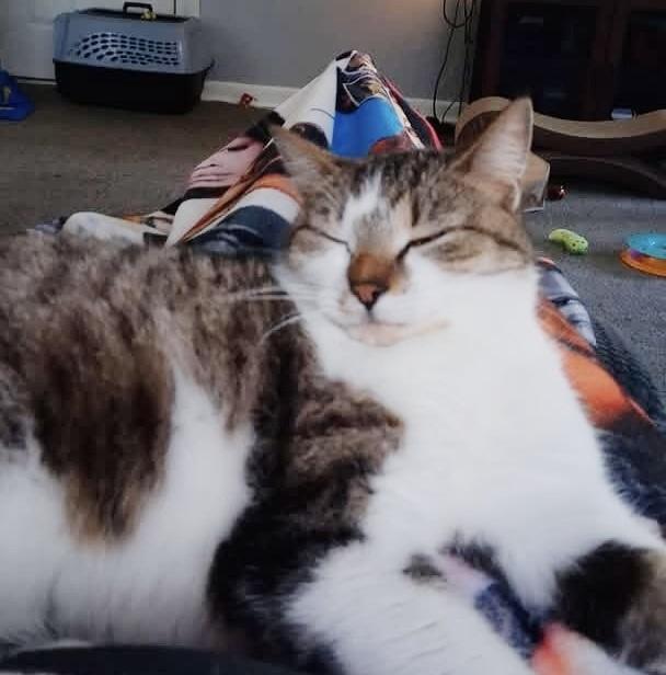 Enlarge Sissy, a ADOPTABLE Tabby in Philadelphia, PA image 5/6