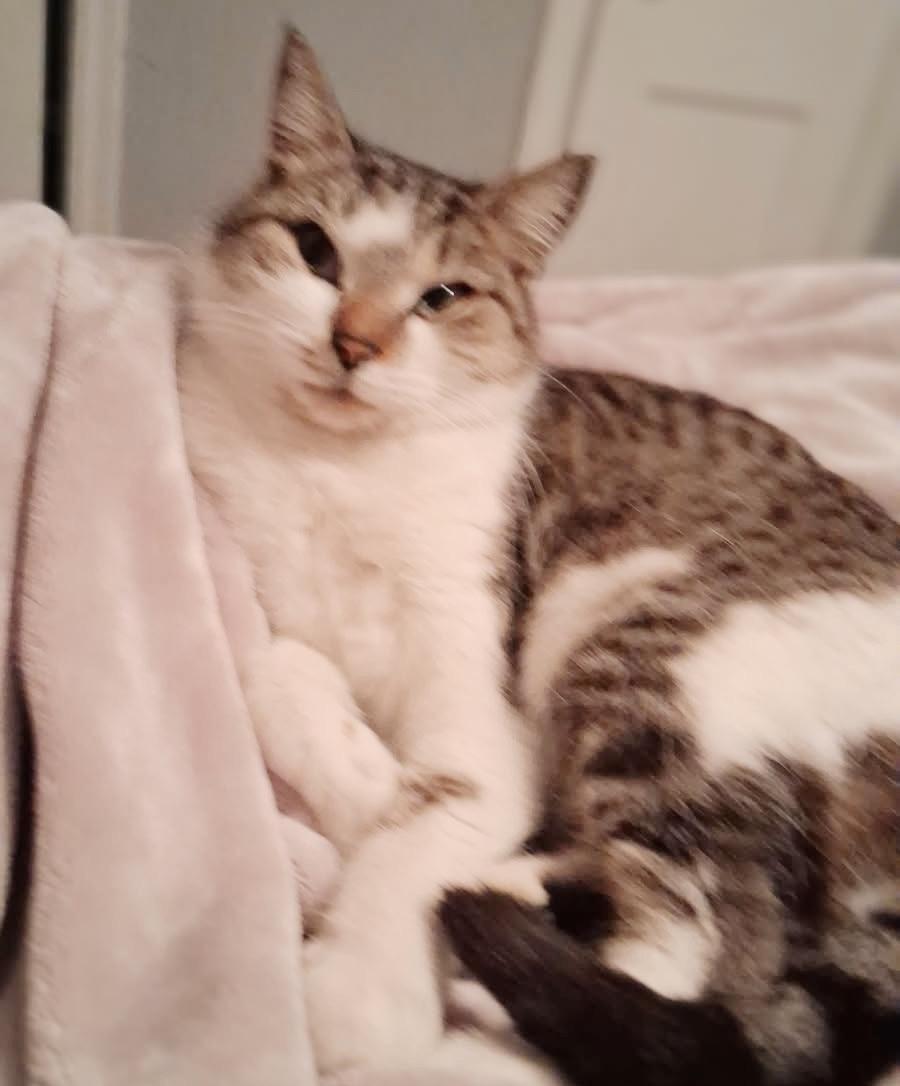 Enlarge Sissy, a ADOPTABLE Tabby in Philadelphia, PA image 4/5